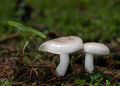 Hygrophorus agathosmus